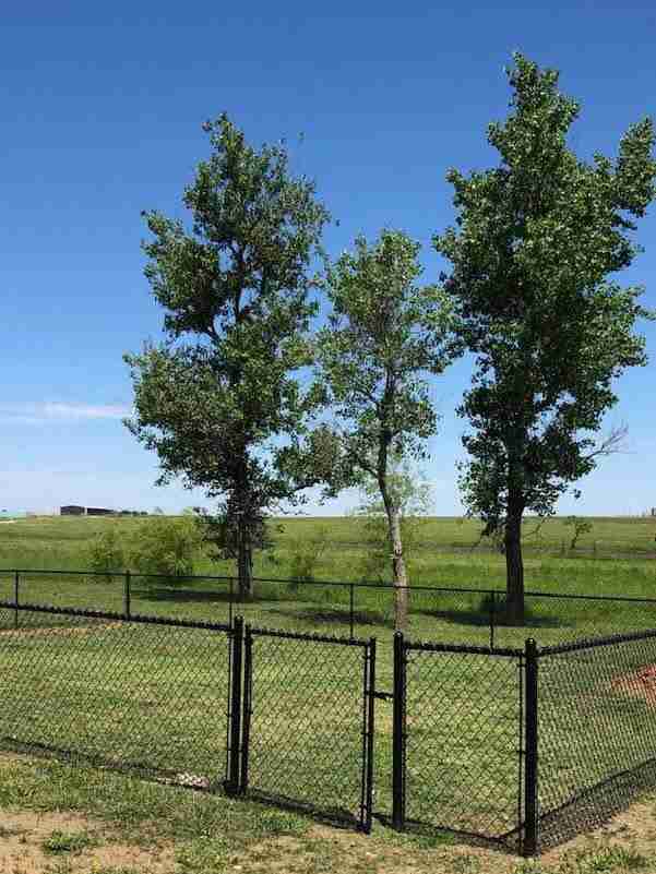 Dog Park